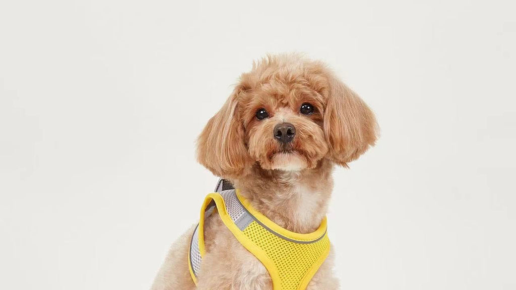 Breathable Small Dog Vest Harness and Leash Set – No-Choke, Escape-Proof Chest Strap for Puppies, Pomeranian, Bichon Frise, Teddy Poodle, and Small Breeds