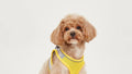 Breathable Small Dog Vest Harness and Leash Set – No-Choke, Escape-Proof Chest Strap for Puppies, Pomeranian, Bichon Frise, Teddy Poodle, and Small Breeds